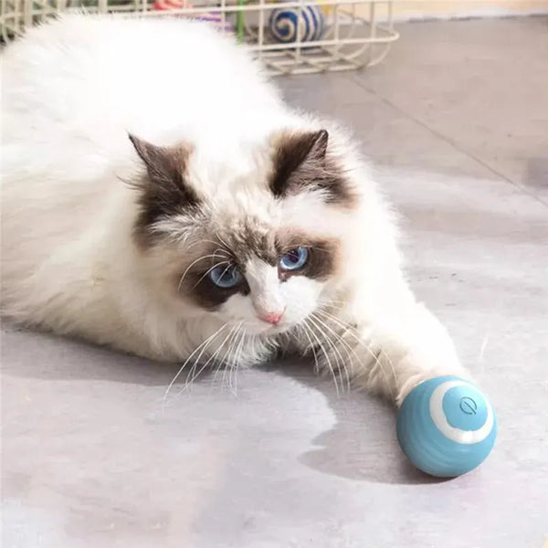 Cat Interactive Ball Training