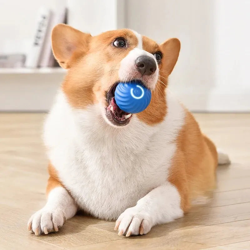 Interactive Pet Toys