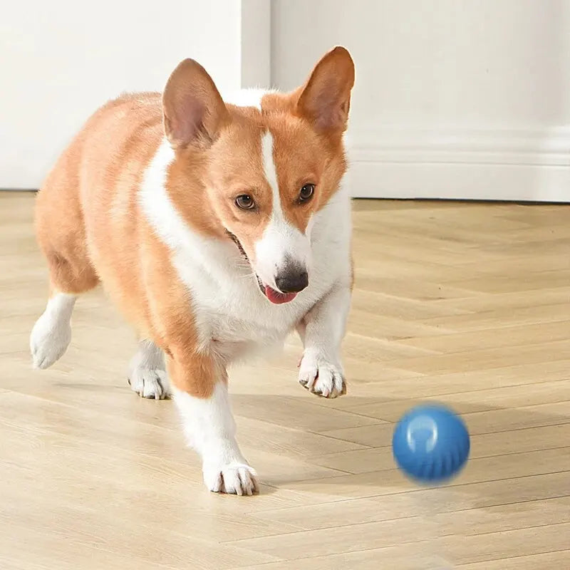 Interactive Pet Toys